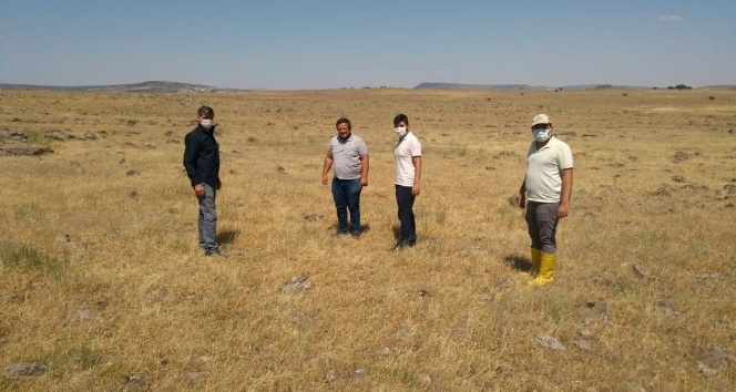 Musabeyli’de çekirgeyle mücadele başladı