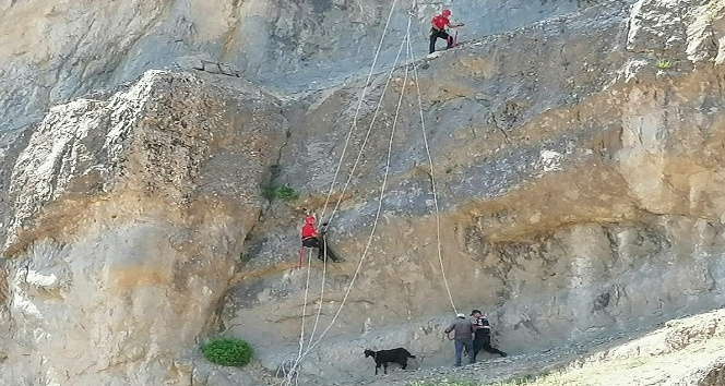 Kahramanmaraş’ta kayalıkta mahsur kalan hayvanları JAK timleri kurtardı