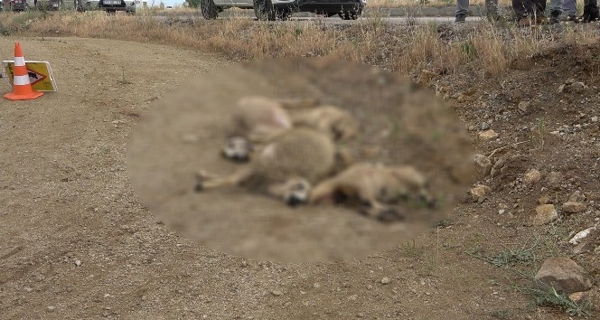 Elektrik akımına kapılan küçükbaş hayvanlar telef oldu