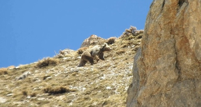 (ÖZEL) Anne ayı küçük yavrusunu erkek ayıdan korumak için kayalıklara çıktı