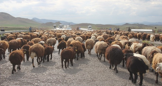 Tarım arazilerine zarar vermemek için binlerce koyunu asfalt yoldan geçiriyorlar