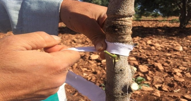 Kilis’te Antepfıstığı aşılamasına başlandı