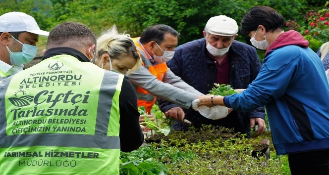 Altınordu Belediyesi, 108 bin adet ücretsiz sebze fidesi dağıttı (Fotoğraflı)