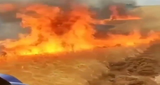 Elektrik tellerinden sıçrayan kıvılcım buğday tarlasını küle çevirdi