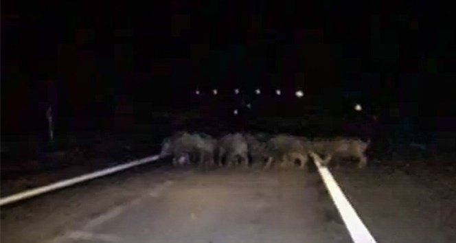 Karayoluna çıkan domuz sürüsü görüntülendi