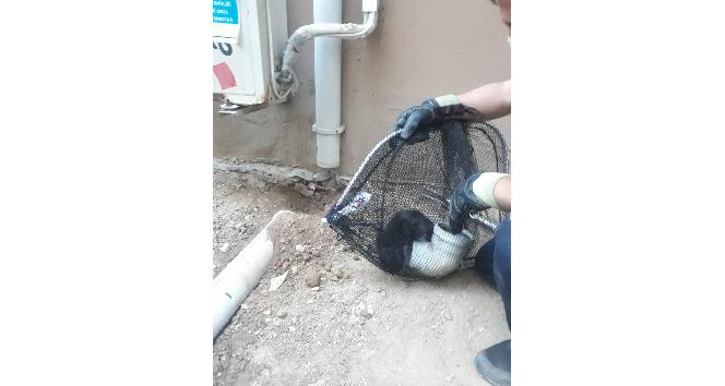 Kırklareli’nde yağmur suyu tahliye borusunda mahsur kalan yavru kedi kurtarıldı