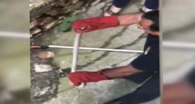 Evin istinat duvarına giren yılan korkuttu