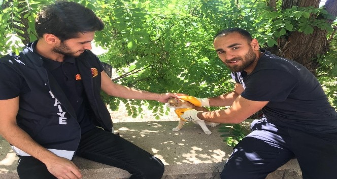 Ağaçta mahsur kalan kedi, kurtarıldı