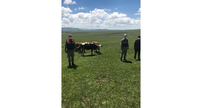 Kayıp hayvanlar jandarma tarafından bulundu
