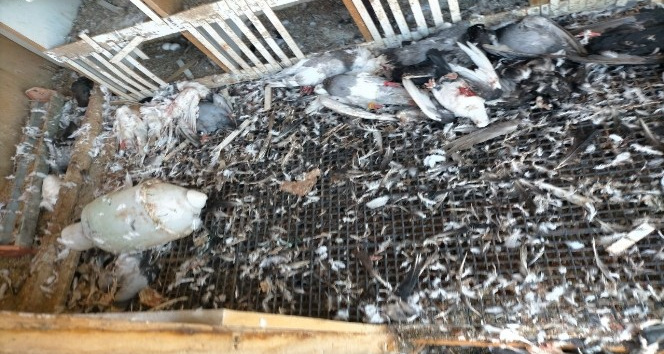 Çanakkale’de başı boş köpekler 40 güvercini parçaladı