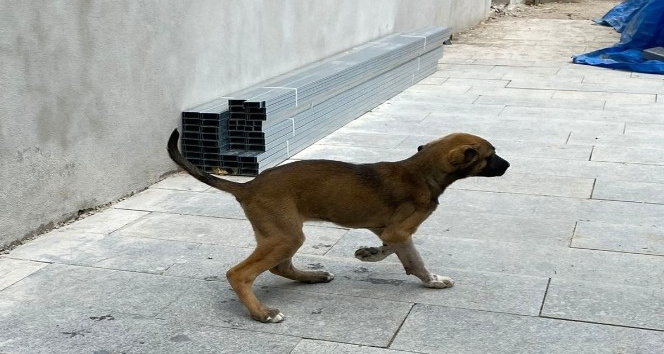 Yavru patiye başarılı operasyon