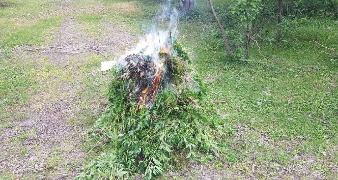 Ardahan’da kendiliğinden yetişen 19 bin 800 kök kenevir bitkisi imha edildi