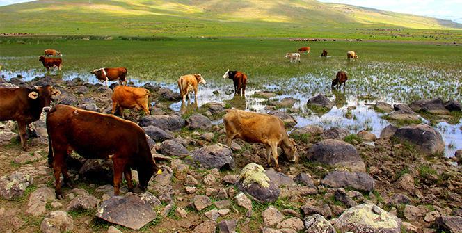 Erzurum'da kuraklık hat safhada, göller bir bir kuruyor