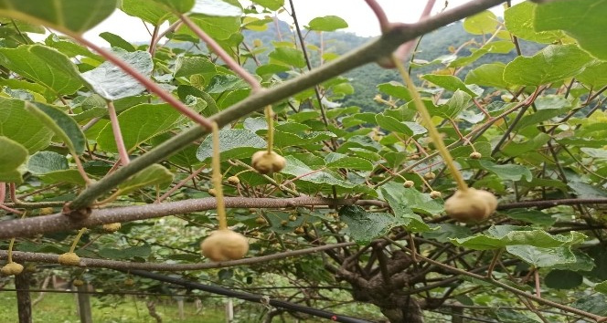 Kaliteli ürün için emek harcıyorlar