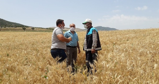 Süne zararlısı hububatı tehdit ediyor