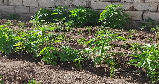 Jandarmadan kenevir operasyonu