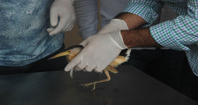 Nesli tükenmekte olan ’balaban kuşu’ yaralı bulundu