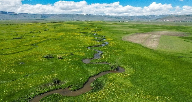 Ardahan ovasında akan derelerin oluşturduğu menderesler görsel şölen sunuyor