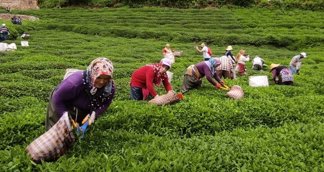Fındığın başkentinde çay hasat etkinliği düzenlendi