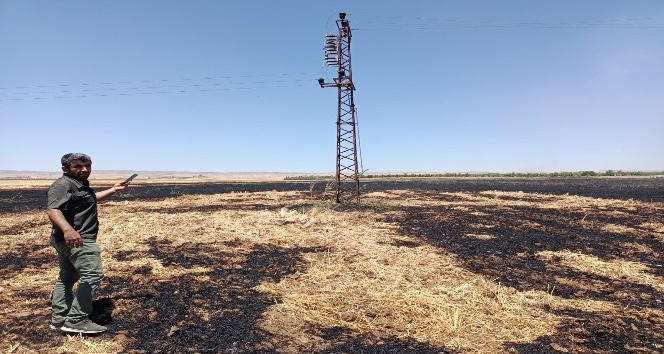 Mardin’de 170 dönüm ekili alan küle döndü