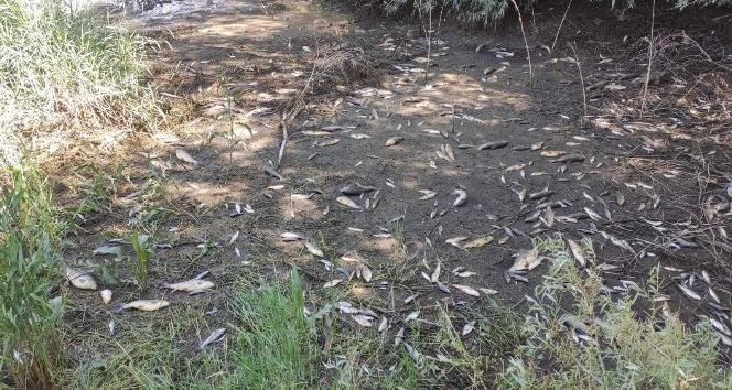 Ceyhan Nehri’nde oksijensiz kalan balıklar telef oldu