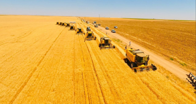 Dünyanın en büyük çiftliğinde buğday hasadı başladı