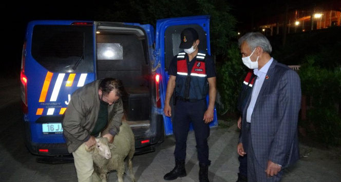 Firar eden kurbanlık koçu 13 saat sonra jandarma ekipleri buldu