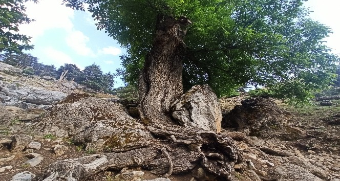 400 yıllık ceviz ağacı yıllara meydan okuyor