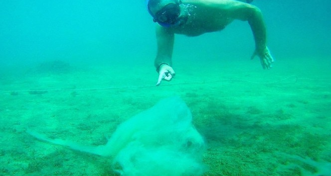 Ata Demirer Kuzey Ege’de ‘salya’ tehlikesine dikkat çekti