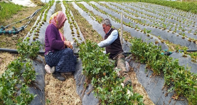 Dolu yağışından yayla çileği büyük zarar görmüş