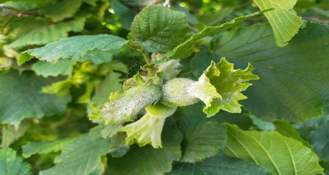 Fındıkta külleme hastalığı rekolteyi etkiliyor