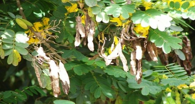 Açlık otu tüketenler dikkat