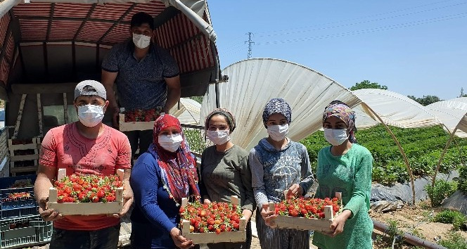 Coğrafi işaretli Sultanhisar çileği üreticisini memnun etti