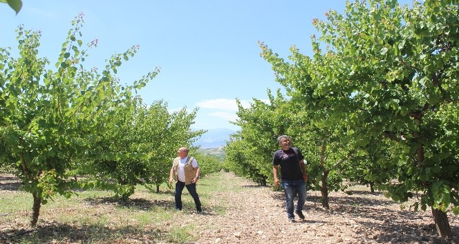 Manisa’da üreticiye kayısı şoku: Hasat edecek ürün bulamadılar