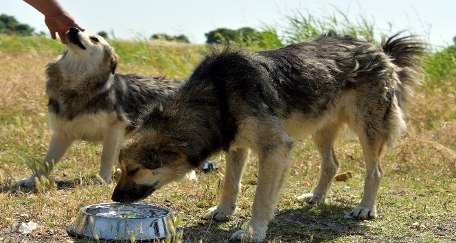 Aliağa Belediyesi sevimli dostlar için görev başında