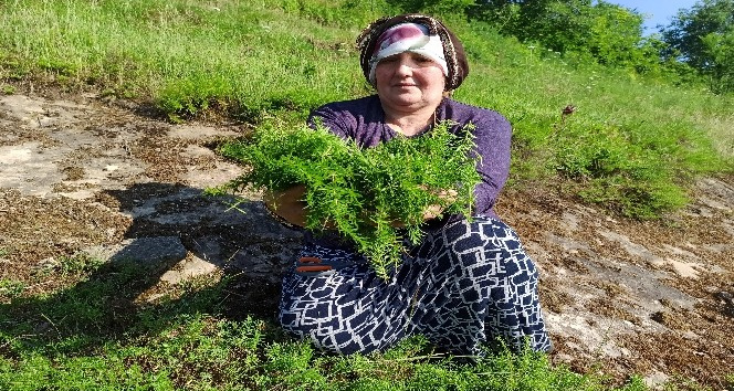Ev hanımlarının kekik mesaisi başladı