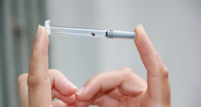 Bu hatalar öldürebilir: Kene ısırırsa bunu yapmayın