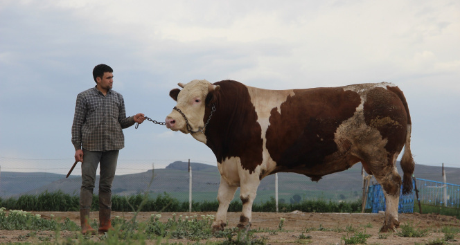 Fiyatıyla dudak uçuklatıyor, görenler gözlerine inanamıyor