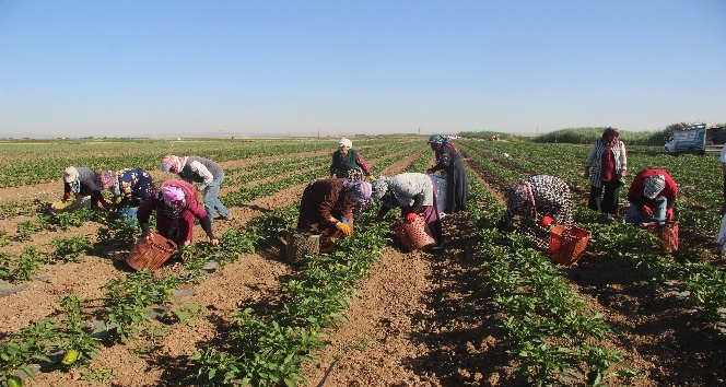 Suriye sınırında acı hasat