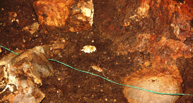 Güneydoğu Anadolu Bölgesinde ilk defa mağara çekirgesi görüldü