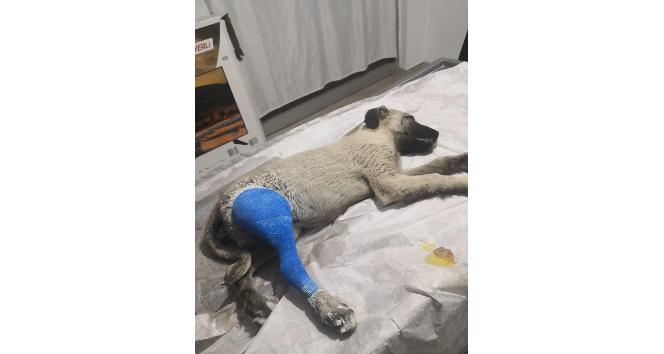 Ayağı kırık halde bulunan köpek tedavi altına alındı