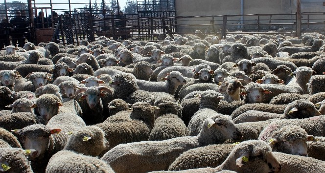 Erzincan çiftçisine anaç koyun keçi desteği