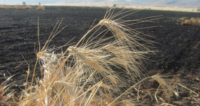 Araban’da 50 dönüm buğday kül oldu