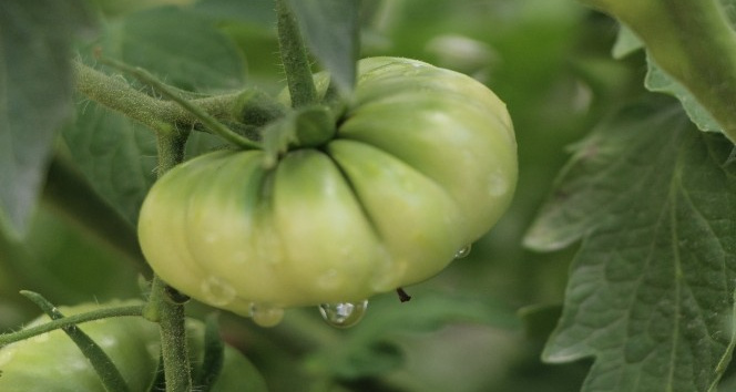 Baba kız, ata tohumunu korumak için 5 yıldır domates üretiyor