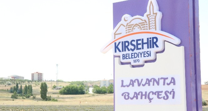 Kırşehir’de lavanta festivali düzenlenecek