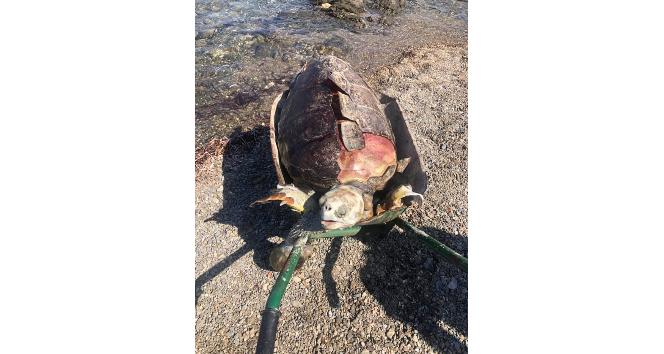 Bodrum’da sahilde ölü deniz kaplumbağası bulundu