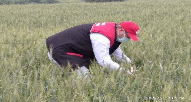 Süne zararlısına karşı zirai mücadele başlatıldı