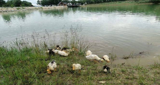 Yeşil Göl’e ördek yavruları bırakıldı