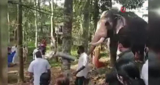 Hindistan&#039;da bir fil, ölen bakıcısını son kez görmek için kilometrelerce yol yürüdü