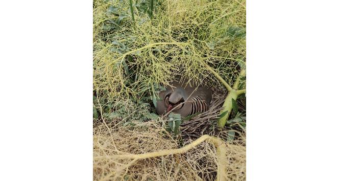 Belediye Başkanı keklik avını yasakladı her yer keklik yuvasıyla doldu